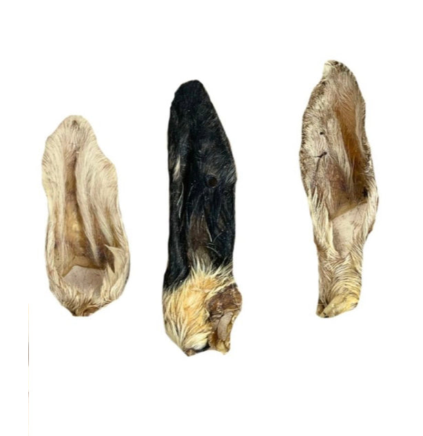 Hairy Lamb Ears