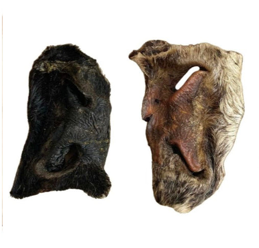 Hairy Bully Snouts